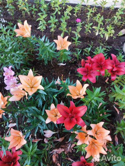 Лилии, Жемчужница, Лилейники