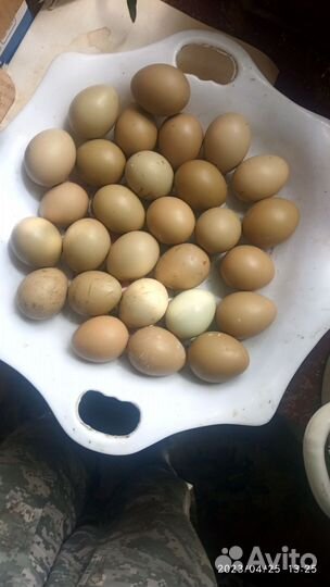 Инкубационое яйцо