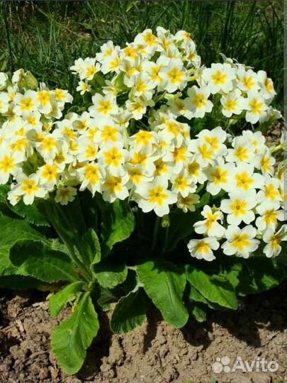 Саженцы многолетних цветов