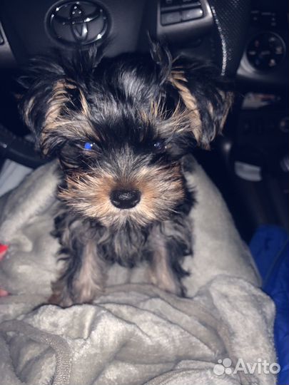 Йоркширский терьер мини