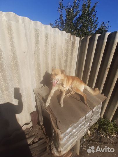 Собака в добрые руки отдам бесплатно ему 5 лет
