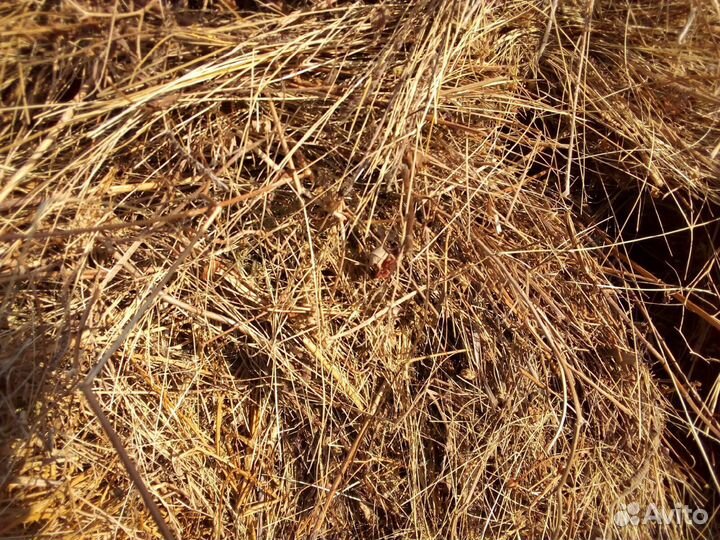 Продаётся сено