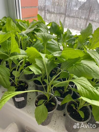 Рассада цветов