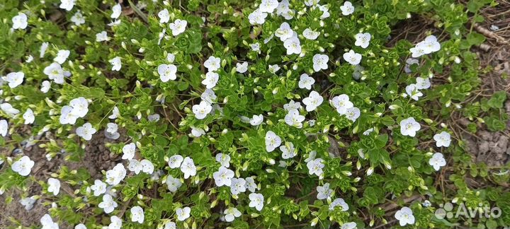 Вероника нитевидная ползучая - саженцы обмен