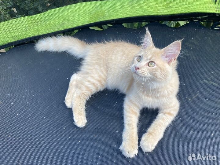 Котята мейн-кун