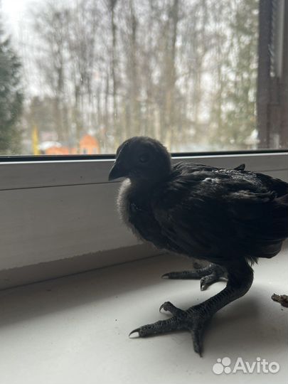 Аям Цемани петух 3-4 мес черный разнокровный