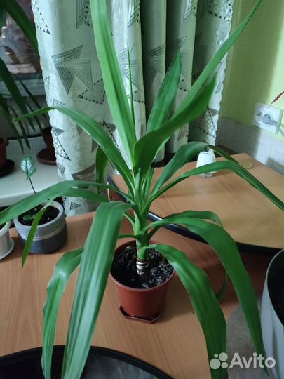 Пальма юкка