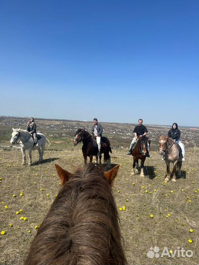 Конные прогулки