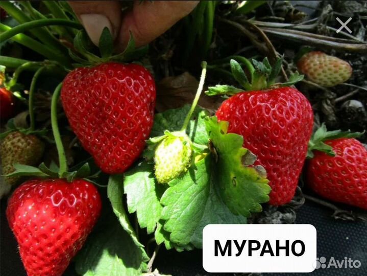 Клубника Ремонтантная Рассада Саженцы