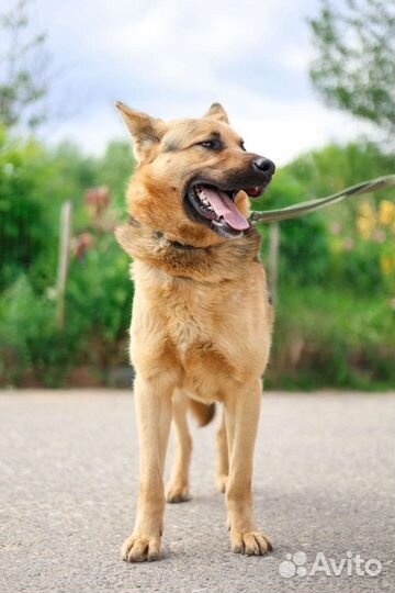 Собака Малыш