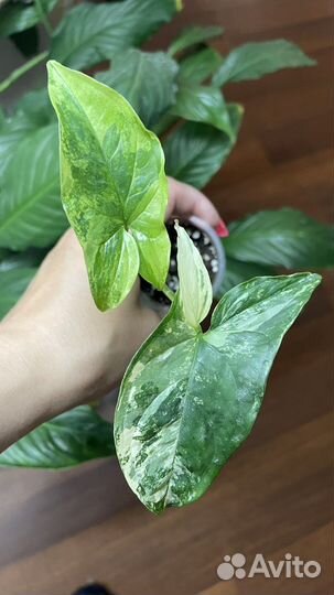 Сингониум imperial white