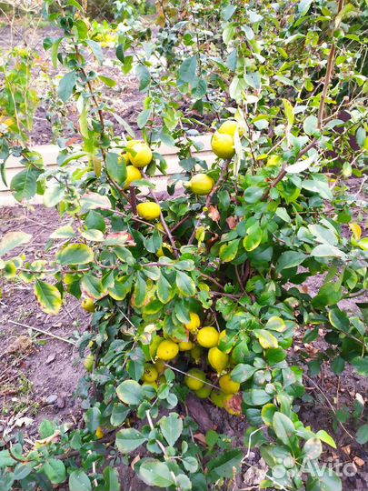 Плодовые кустарники, виноград