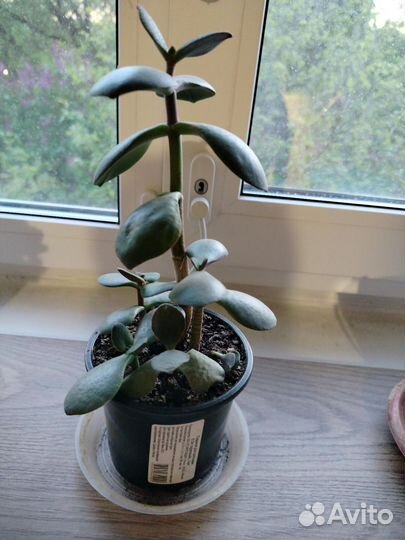 Денежное дерево