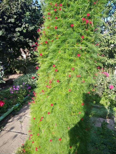 Дача 26 м² на участке 6 сот.