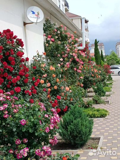 Отдых в Геленджике на Черном море