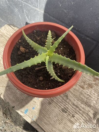 Алоэ лечебный