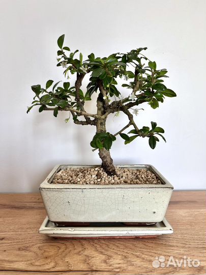 Бонсай кармона