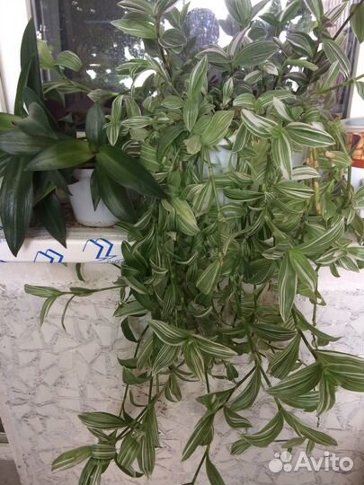 Комнатные цветы