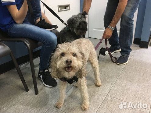 Скорая ветеринарная помощь. Ветеринарный врач