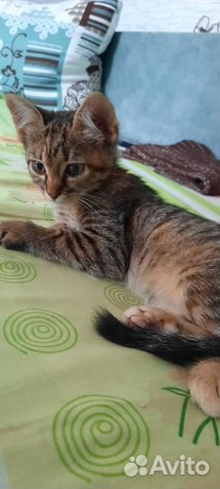 Кошка в дар бесплатно