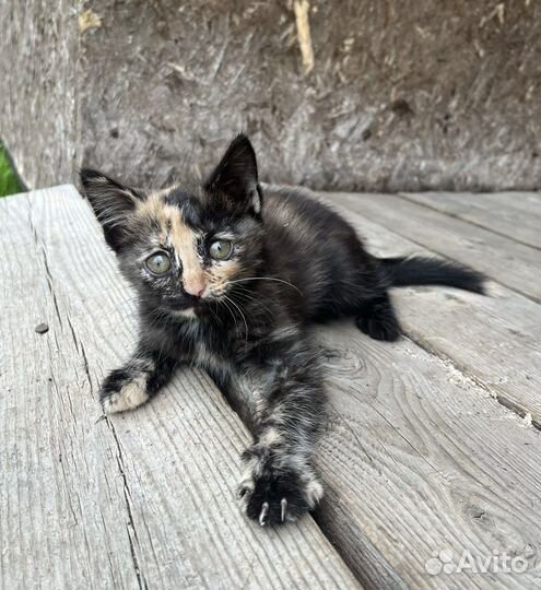Кошечка в добрые руки