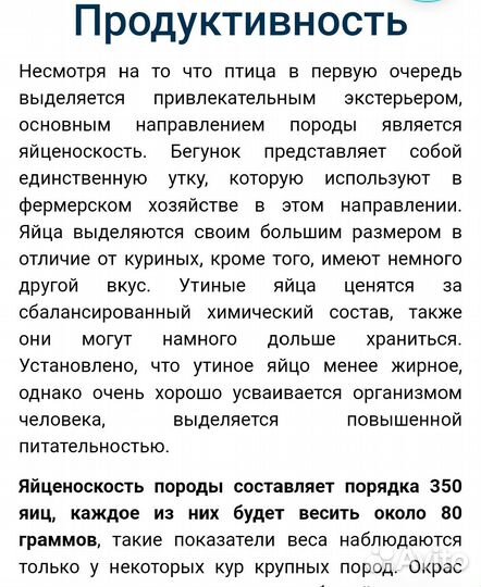 Утки индийский бегунок