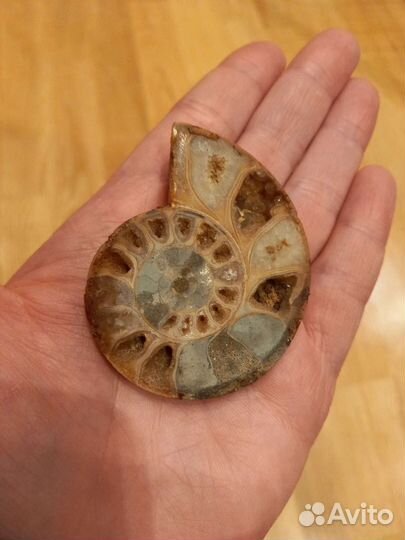 Аммонит, срез шлифованный