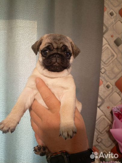 Щенки мопса