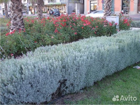 Джигида, лох серебристый