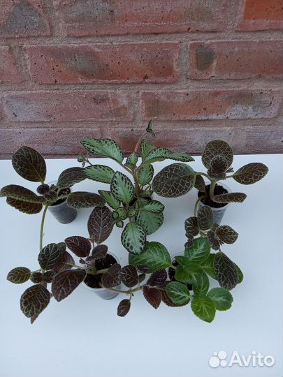 Папоротники калатеи эписции