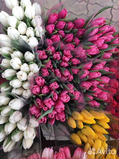 Тюльпаны к 8 марта