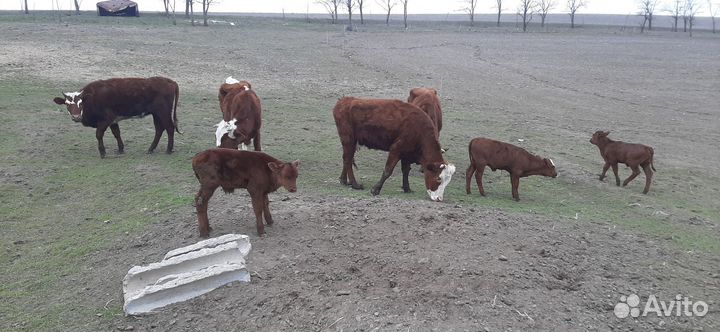 Корова с теленком