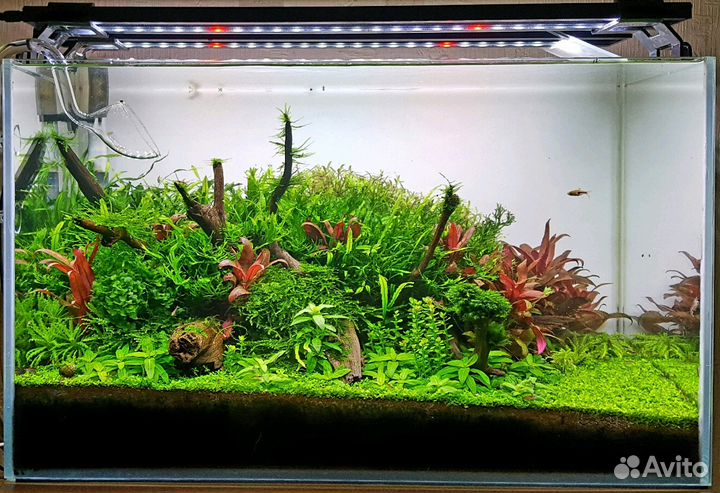 Оформление и обслуживание пресноводных аквариумов