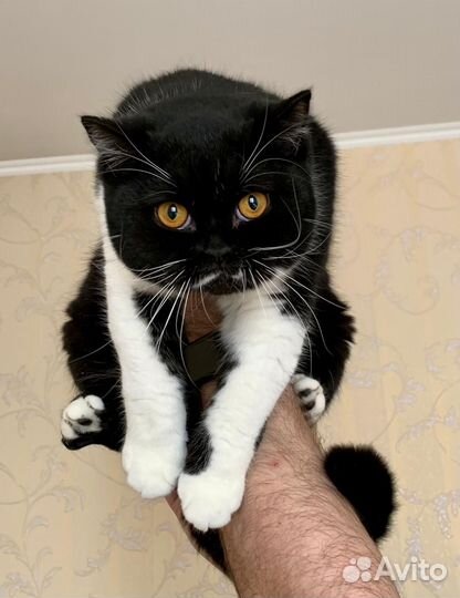 Британская кошка