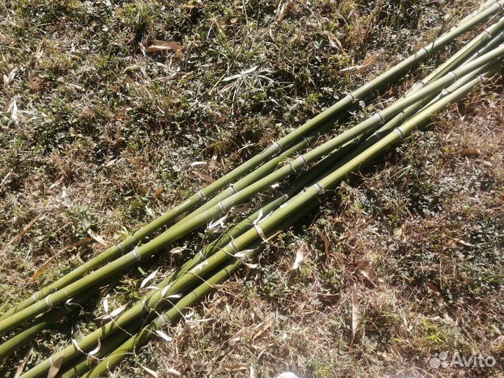 Продам ствол бамбука