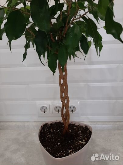 Фикус бенджамина плетеный