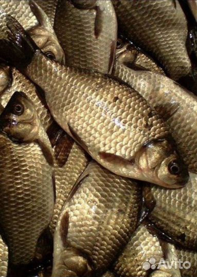 Живец карась