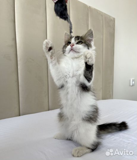 Кошечка Бетти