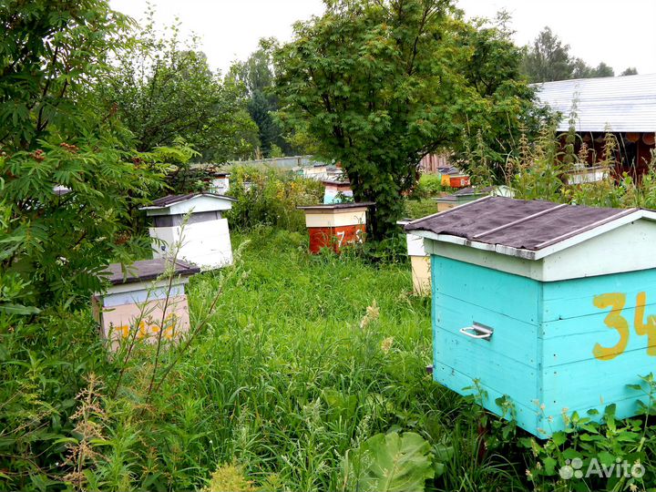 Натуральный домашний мед, цветочное разнотравье, б