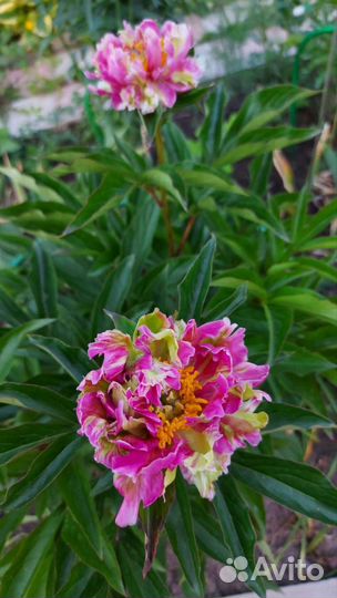 Кактусовидный пион