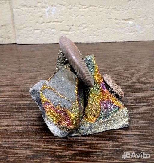 Подарок Аммониты. Сувенир в стиле 