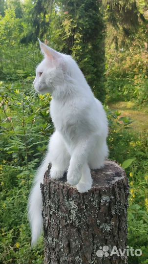 Белый Мейн-кун котенок