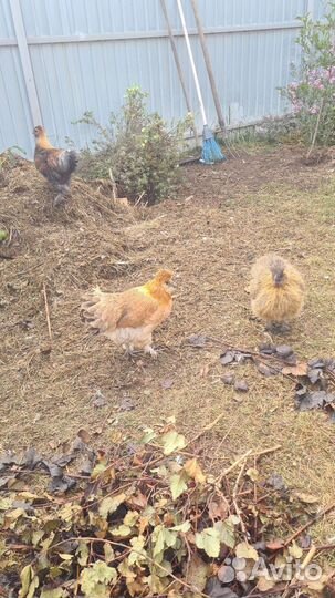 Петухи и куры породистые