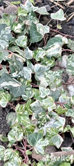 Вариегатные жимолость, бересклеты, плющи, форзиция