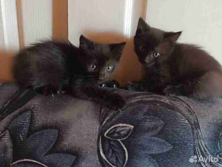 Отдам в хорошие руки котенка