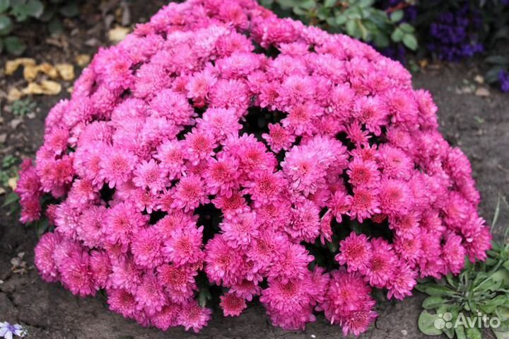 Хризантемы