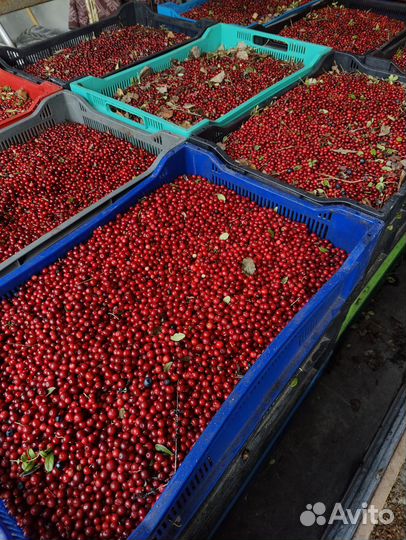 Брусника с бесплатной доставкой