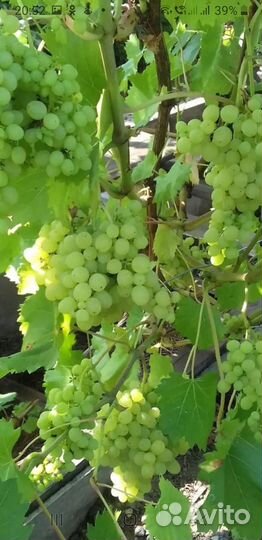 Саженцы винограда