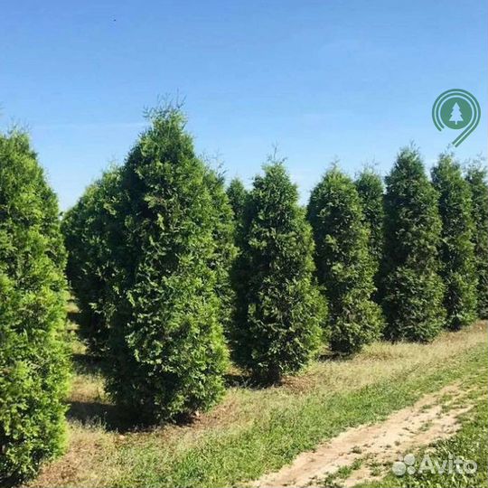 Туя брабант с бесплатной доставкой