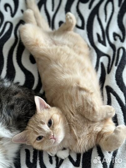 Котик в добрые руки